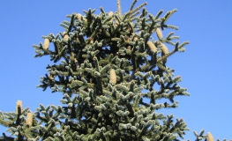 Abies pinsapo 'Glauca' - Пихта испанская - Abies pinsapo 'Glauca'