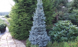 Abies lasiocarpa 'Compacta' - Alpine Fir - Abies lasiocarpa 'Compacta' ; Abies arizonica 'Compacta'