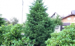 Abies concolor var. lowiana - jodła kalifornijska - Abies concolor var. lowiana