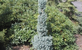 Picea pungens 'Iseli Fastigiate' - Blue Spruce - Picea pungens 'Iseli Fastigiate'