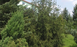 Picea abies 'Cranstonii' - Eль обыкновенная - Picea abies 'Cranstonii'