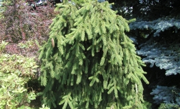 Picea abies 'Inversa' - Gemeine Fichte - Picea abies 'Inversa'