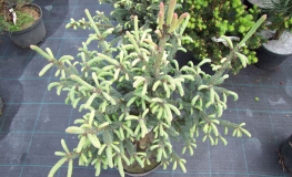 Picea likiangensis var. balfouriana - Eль лицзянская - Picea likiangensis var. balfouriana