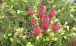 Picea abies 'Acrocona Anna' - świerk pospolity - Picea abies 'Acrocona Anna'