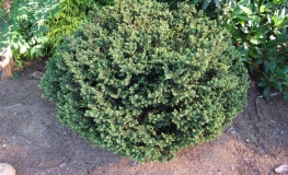 Picea abies 'Hystrix' - Ель обыкновенная - Picea abies 'Hystrix'