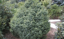 Picea omorika 'Nana' - świerk serbski - Picea omorika 'Nana'