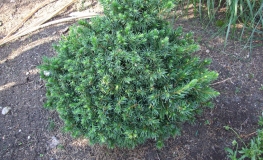 Picea omorika 'Wodan' - Ель сербская - Picea omorika 'Wodan'