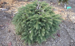 Picea abies 'Formanek' - Eль обыкновенная - Picea abies 'Formanek'