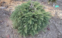 Picea abies 'Formanek' - świerk pospolity - Picea abies 'Formanek'