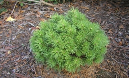 Pinus mugo 'Benjamin' - kosodrzewina - Pinus mugo 'Benjamin'