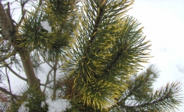 Pinus mugo 'Kokarde' - kosodrzewina - Pinus mugo 'Kokarde'