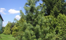 Pinus cembra var. sibirica - sosna limba - Pinus cembra var. sibirica ; Pinus  sibirica