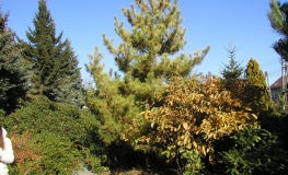 Pinus densiflora 'Aurea' - sosna gęstokwiatowa - Pinus densiflora 'Aurea'