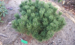 Pinus mugo 'Pal Maleter' - kosodrzewina - Pinus mugo 'Pal Maleter'