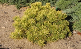 Pinus mugo 'Winter Gold' - Mountain pine - Pinus mugo 'Winter Gold'