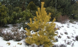 Pinus sylvestris 'Aurea' - sosna zwyczajna - Pinus sylvestris 'Aurea'
