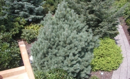 Pinus sylvestris 'Watereri' - Cосна обыкновенная - Pinus sylvestris 'Watereri'