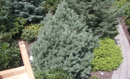 Pinus sylvestris 'Watereri' - Scotch's Pine - Pinus sylvestris 'Watereri'