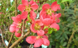 Chaenomeles xsuperba 'Orange Trail' - Japanese quince - Chaenomeles xsuperba 'Orange Trail'