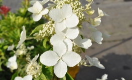 Hydrangea paniculata 'Levana' PBR - hortensja bukietowa - Hydrangea paniculata  'Levana'