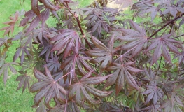 Acer palmatum 'Trompenburg' - Japanese maple - Acer palmatum 'Trompenburg'