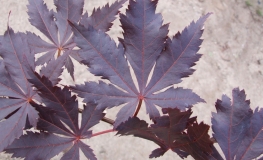 Acer palmatum 'Atropurpureum' - Japanese maple - Acer palmatum 'Atropurpureum'