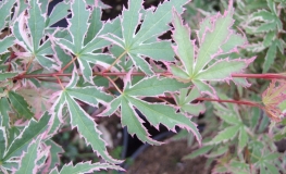 Acer palmatum 'Butterfly'- Fächer-Ahorn - Acer palmatum 'Butterfly'
