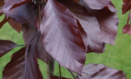 Fagus sylvatica 'Black Swan' - European Beech - Fagus sylvatica  'Black Swan'