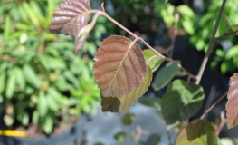 Betula pendula 'Youngii' - Hänge-Birke ; Weiß-Birke ; Sand-Birke - Betula pendula 'Youngii'