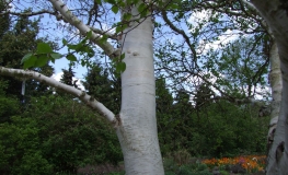 Betula utilis var. jacquemontii - brzoza pożyteczna ; brzoza himalajska - Betula utilis var. jacquemontii