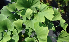 Ginkgo biloba 'Troll' - Ginkgo Tree ; maidenhair tree - Ginkgo biloba 'Troll'