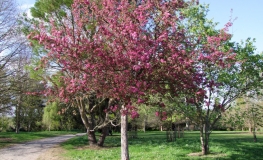 Malus 'Royalty' - Zierapfel - Malus 'Royalty'