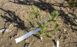 Pinus mugo 'Kissen' - kosodrzewina - Pinus mugo 'Kissen'