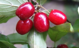 Cornus mas 'Golden Glory' - Kornelkirsche - Cornus mas 'Golden Glory'