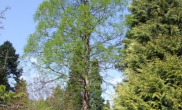 Metasequoia glyptostroboides - Mетасеквойя китайская - Metasequoia glyptostroboides