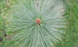 Pinus montezumae  - sosna Montezumy - Pinus montezumae
