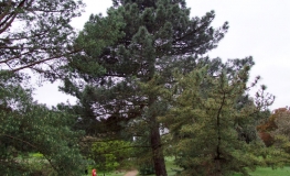 Pinus pinaster - sosna nadmorska - Pinus pinaster
