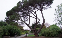 Pinus pinea - sosna pinia - Pinus pinea