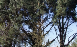 Pinus radiata -  sosna kalifornijska - Pinus radiata