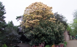 Acer pseudoplatanus 'Brilliantissimum' - klon jawor - Acer pseudoplatanus  'Brilliantissimum'