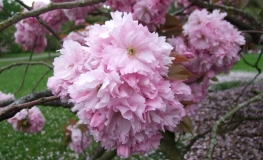 Prunus serrulata 'Kanzan' - Japanese Flowering Cherry - Prunus serrulata 'Kanzan'