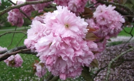 Prunus serrulata 'Kanzan' - Japanische Blütenkirsche ; japanische Zierkirsche - Prunus serrulata 'Kanzan'