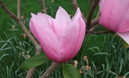 Star Wars - magnolia - Magnolia Star Wars   (magnolia campbellii  x magnolia liliflora)