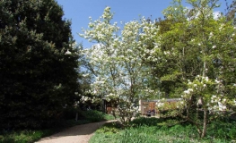 x soulangeana  'Brozzoni' - magnolia pośrednia; magnolia Soulange'a - Magnolia x soulangeana  'Brozzoni'