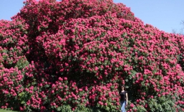 Cynthia   - Рододендрон гибридный - Cynthia   - Rhododendron hybridum