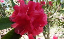 Horsham   - Рододендрон гибридный - Horsham  - Rhododendron hybridum