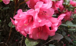 Humming Bird   - Рододендрон гибридный - Humming Bird  - Rhododendron hybridum