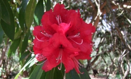 Ivery's Scarlet   - Рододендрон гибридный - Ivery's Scarlet  - Rhododendron hybridum