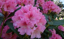 Jacksonii - Рододендрон гибридный - Jacksonii - Rhododendron hybridum