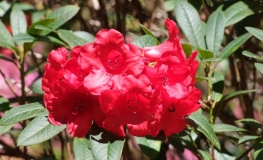 Creeping Jenny  - Рододендрон гибридный - Creeping Jenny - Rhododendron hybridum  ; R. griersonianum x  R. forrestii